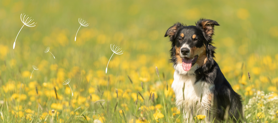 Pollenallergie bei Hunden - Tipps & Tricks für Allergiker