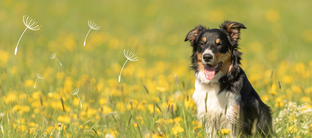 Pollenallergie bei Hunden - Tipps & Tricks für Allergiker