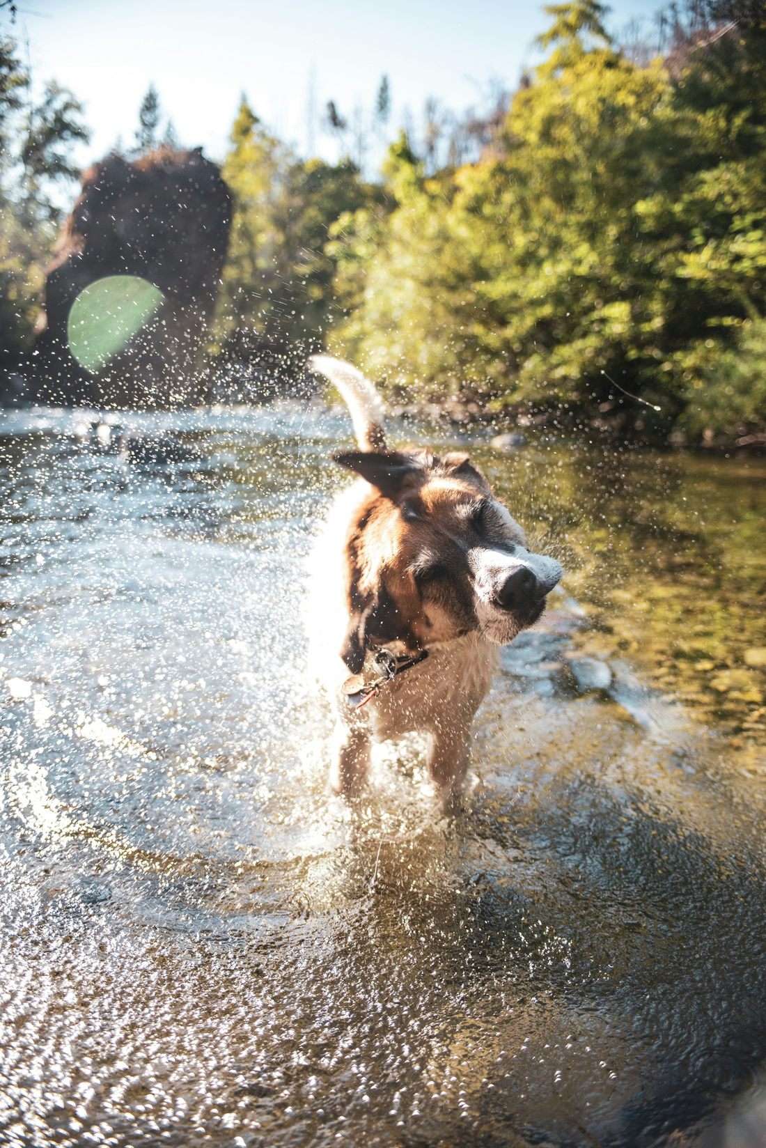 Wasserspaß mit Hunden: Aktivitäten am See, Fluss oder Meer